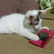 Illustration for article titled Cats Are Very Serious about Video Games